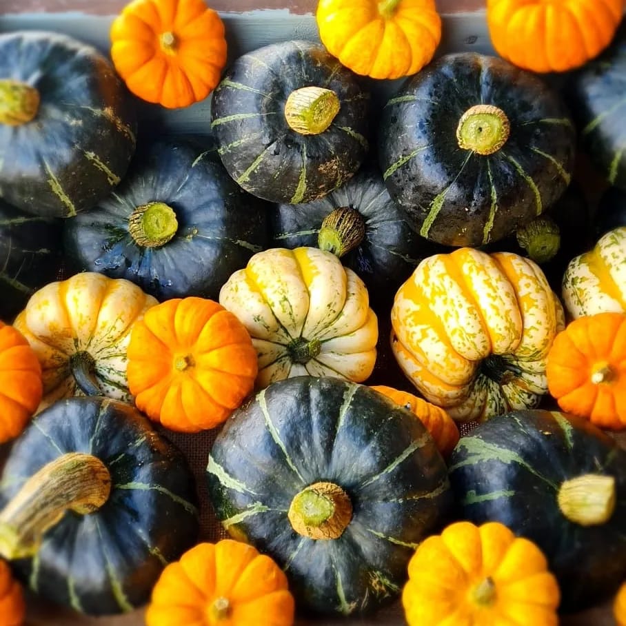 Pumpkin season at Durleighmarsh Farm