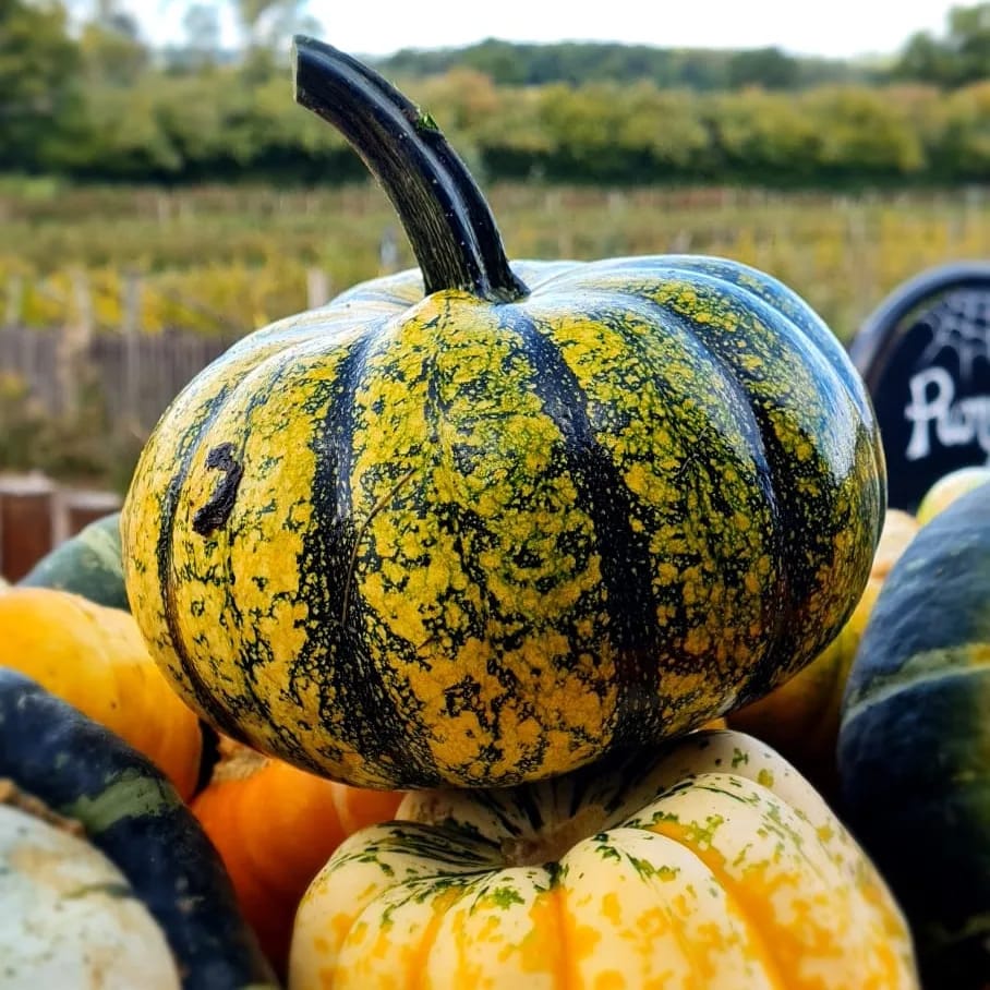 Pumpkin season at Durleighmarsh Farm