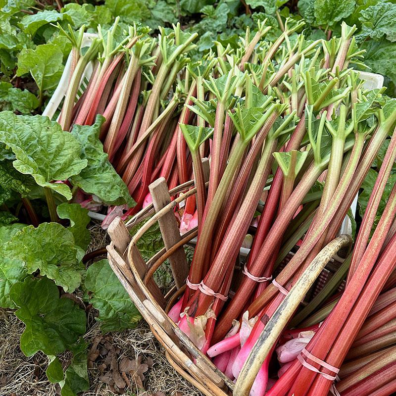 Rhubarb at the Durleighmarsh Farm Shop