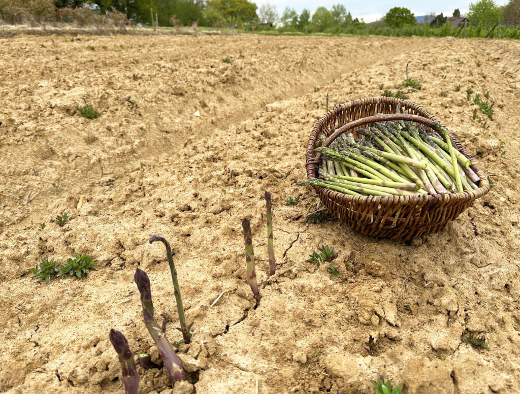 Asparagus now available at Durleighmarsh Farm Shop PYO